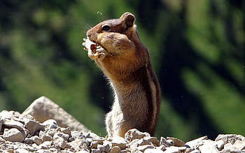 Animals, Food, Stones, Striped, Animal, Chipmunk HD wallpaper