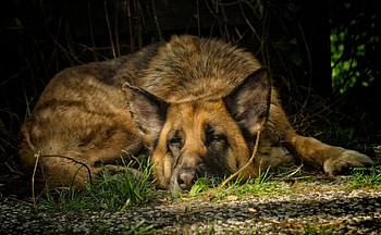 German shepherd, dog, sweet, animal, dogs, cute, beautiful, puppys, puppy, pretty, animals, lovely HD wallpaper