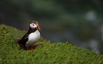 Puffin, animal, nature, bird HD wallpaper