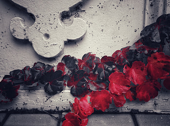 Leaves, Vine, Plant, Macro, Wall HD wallpaper