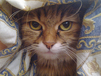 Angry cat, eyes, angry, cat, white HD wallpaper
