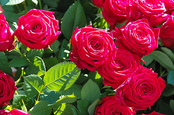 Flowers, Macro, Rose Flower, Rose, Petals, Branches, Buds HD wallpaper