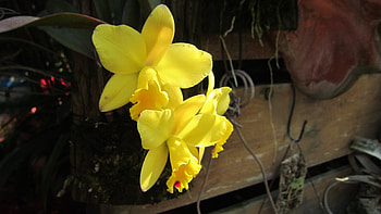 Yellow orchid, Yellow, orchid, beautiful, flower HD wallpaper
