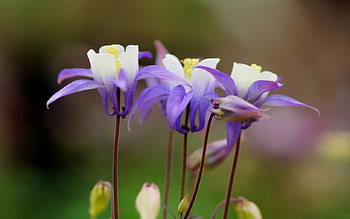 Flowers, leaf, nature, tree HD wallpaper