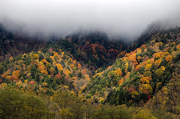 Nature, Trees, Autumn, Forest, Fog HD wallpaper