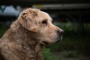 Animals, Muzzle, Sight, Opinion, Golden Retriever HD wallpaper