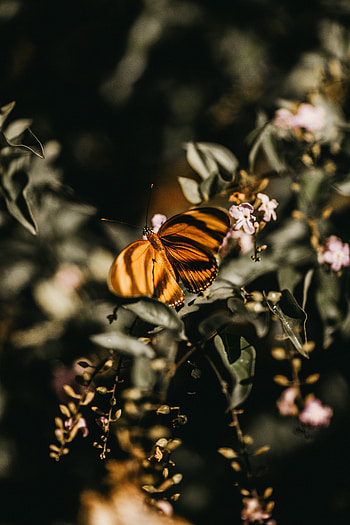Flowers, Lilac, Macro, Branch, Insect, Butterfly HD phone wallpaper