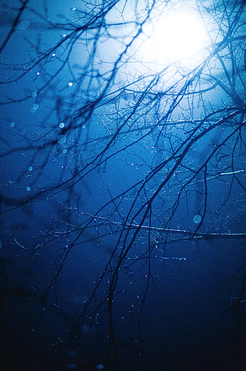Drops, Dark, Glare, Shine, Light, Wet, Branches HD phone wallpaper