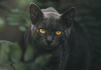 Cat's stare, yellow eyes HD wallpaper