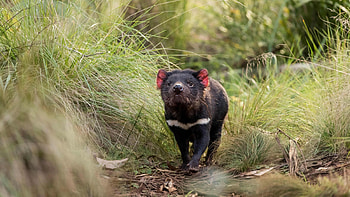 Tasmanian Devil, Milestone for Australia, Births after 3, 000 years HD wallpaper