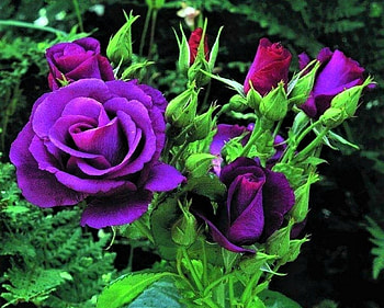purple roses, purple, flowers, roses, buds HD wallpaper