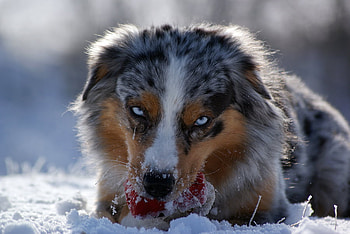 My Toys, dog, blue, eyes, collie HD wallpaper
