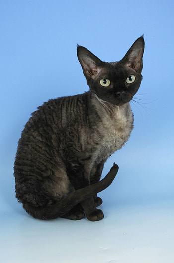 Blue smoke, Devon Rex HD phone wallpaper