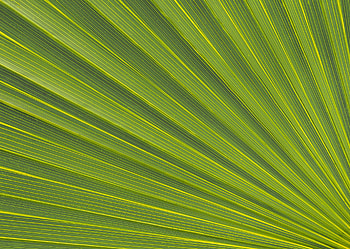 Macro, Lines, Sheet, Leaf, Stripes, Streaks HD wallpaper