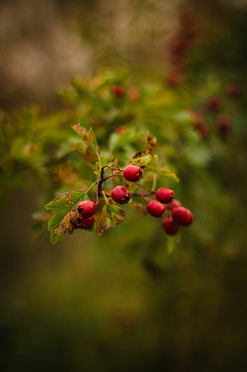 Berries, Plant, Macro, Branch HD phone wallpaper