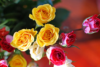 Birtay Roses for Lena, still life, white, bouquet, roses, yellow, red, birtay HD wallpaper