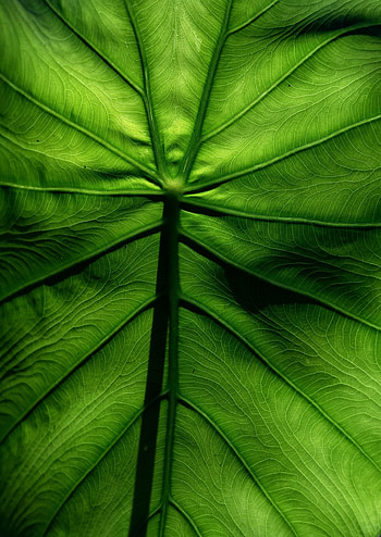 Macro, Surface, Leaflet, Veins HD phone wallpaper