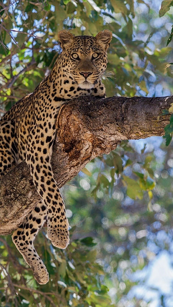 Kruger National Park, Leopard, Tree branch, Majestic feline HD phone wallpaper