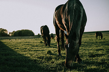 Animals, Grass, Stroll, Horse HD wallpaper