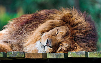 Animals, Lie, To Lie Down, Lion, Mane, Sleep, Dream, Wool HD wallpaper