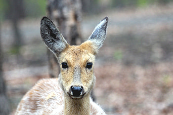 Animals, Muzzle, Deer, Dappled Deer, Spotted Deer HD wallpaper