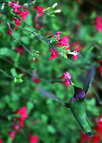 Animals, Flowers, Humming-Birds, Bird, Movement, Traffic, Wings HD phone wallpaper