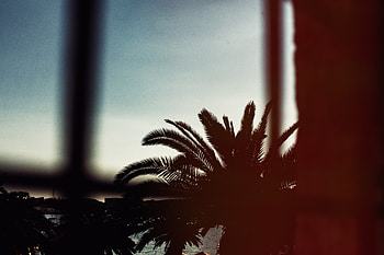 Night, Dark, Palm, Branches HD wallpaper