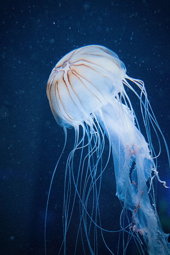 Elegant jellyfish floating gracefully in a Miami aquarium. HD phone wallpaper