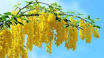Sunny branches, branch, sunny, flowrs, yellow HD wallpaper