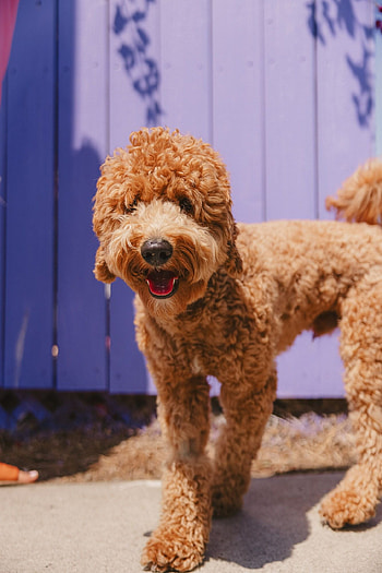 Airedoodle, Playful dogs, Tongue-out Tuesday, Goofy moments HD phone wallpaper