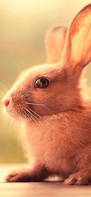 Cute bunny, , Bunny charm, Adorable backgrounds HD phone wallpaper