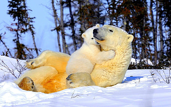 Animals, Bears HD wallpaper