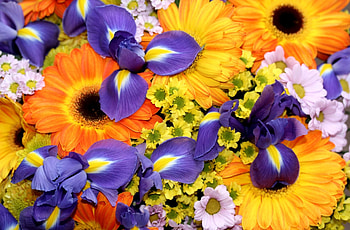Flowers, Chrysanthemum, Gerberas, Bouquet, Brightly, Irises HD wallpaper