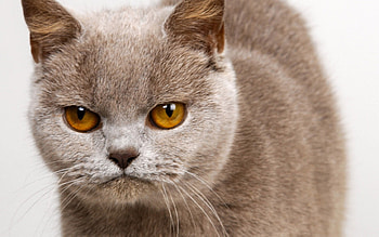 Magic eye cat, animal, kitten, cat, feline, pet HD wallpaper