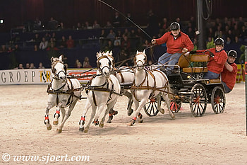 Let's go for it, horses, white, animals, nature, competitions, pony HD wallpaper