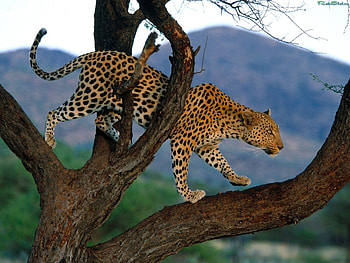 Animals, Leopards HD wallpaper