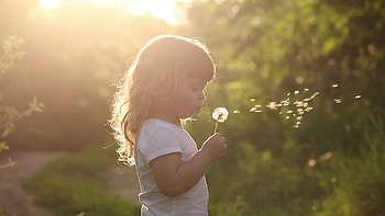Blowing Dandelion HD wallpaper