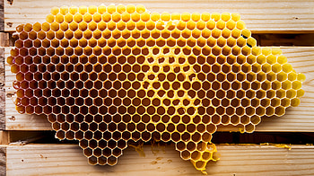 Honeycomb Bliss - Ultra, honeycomb, honey, nature HD wallpaper