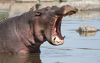 Funny hippo moments, Amusing animal , Humorous animal videos, Entertainment HD wallpaper