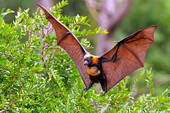 Flying Fox Bat, bat, flying, fox, animals HD wallpaper
