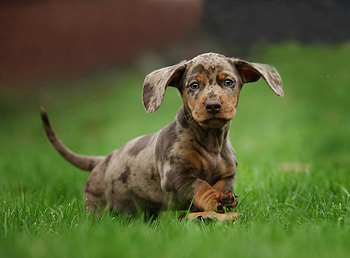 Dachshund puppy, wiener, pet, poppy, dashshund HD wallpaper
