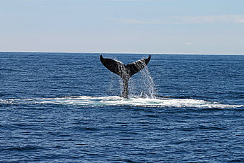Majestic view of a whale's tail splashing through ocean waters under a clear sky. HD wallpaper
