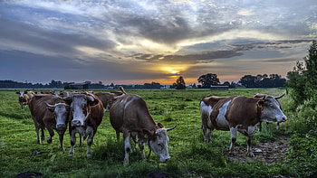 Herd, Cow HD wallpaper