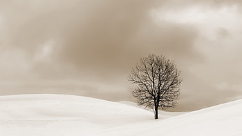 Tree, desert, nature, sand HD wallpaper