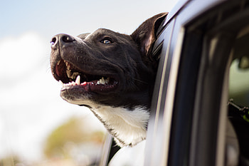 Animals, Dog, Muzzle, Window, Wind HD wallpaper