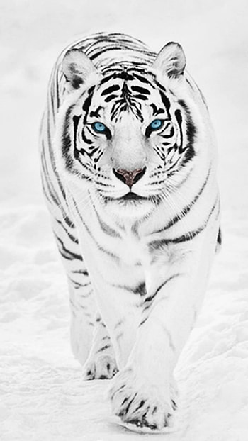 Siberian Tiger - Cave | Best Games | Pinterest | Siberian tiger and Tiger HD phone wallpaper