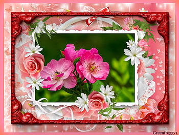 WILD ROSES, PRETTY, ROSS, FRAMED HD wallpaper