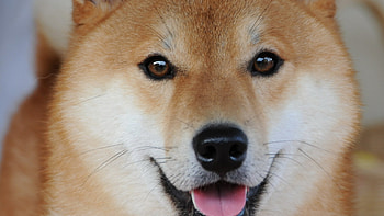 Shiba Inu, collection, Stunning , High-definition HD wallpaper