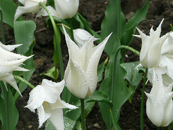 Plants, Flowers HD wallpaper