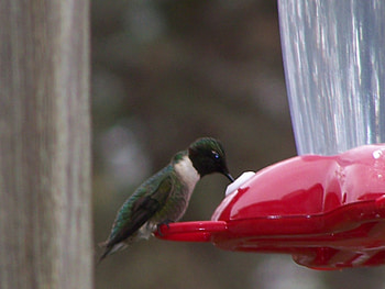Hummingbird, birds HD wallpaper